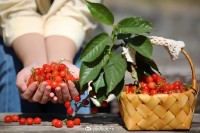 5月18日至6月16日，&ldquo;櫻桃之約&rdquo;邀你共赴！